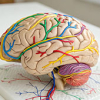 Introducción a la Neuropsicología